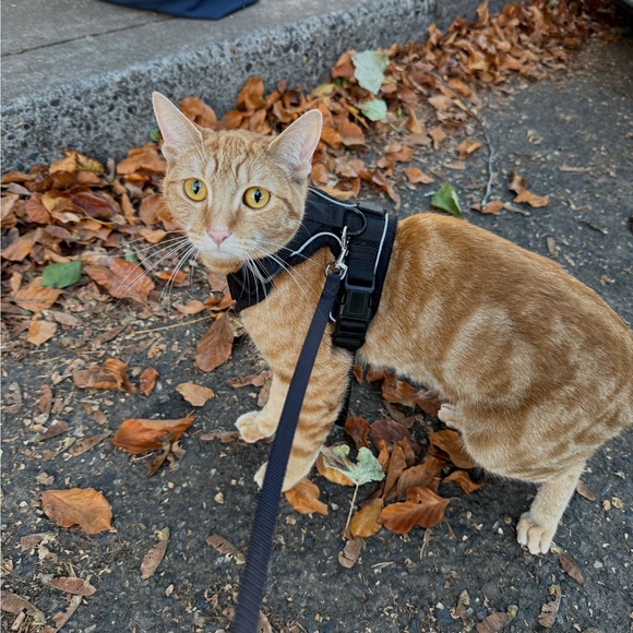 kittensunshine